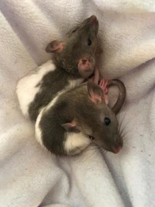 photo_2020-07-06_05-42-49